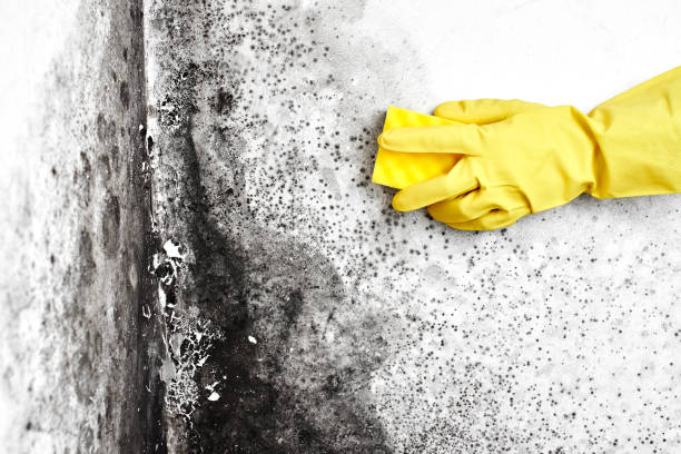 Best Mold Testing  in Walterboro, SC