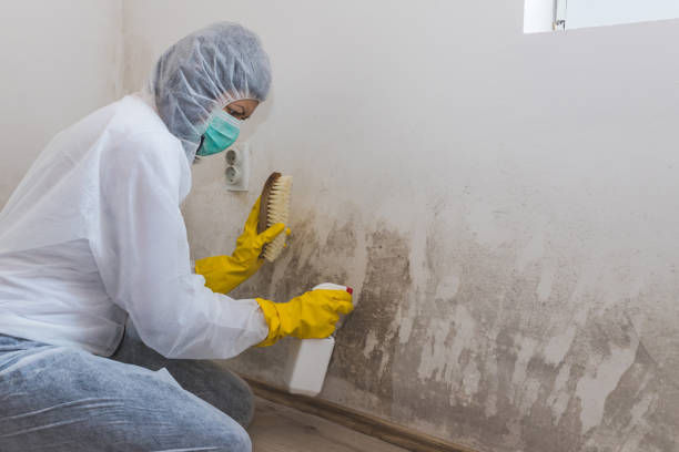 Best Residential Mold Removal  in Walterboro, SC