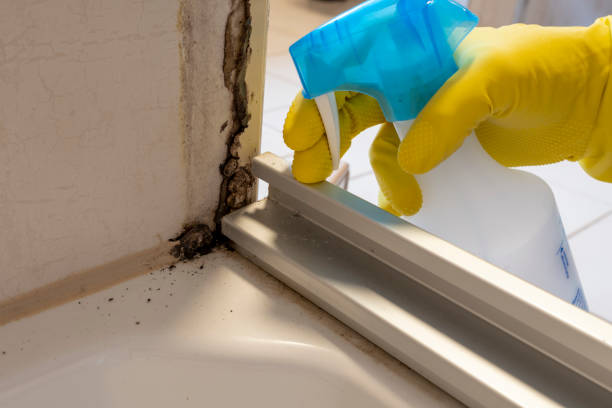 Best Certified Mold Removal  in Walterboro, SC