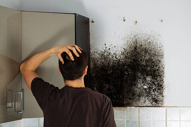 Best Local Mold Removal Service  in Walterboro, SC